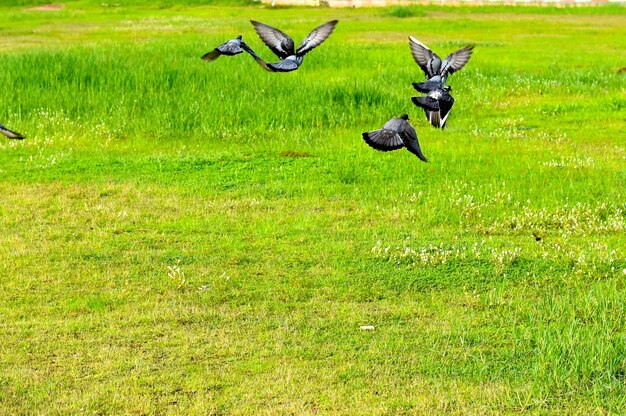 View of birds on field