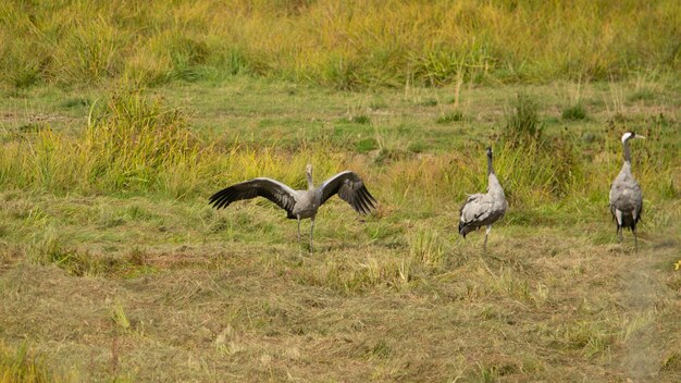 View of birds on field