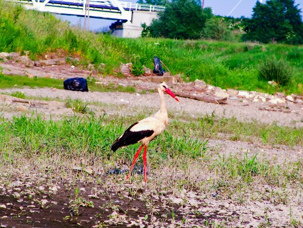 Photo view of birds on field