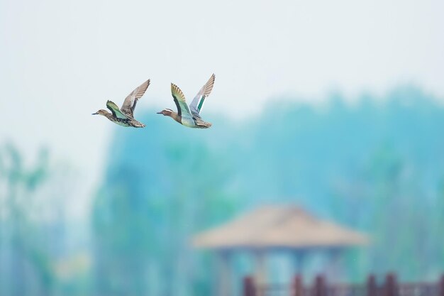 Photo view of birds flying against blurred background