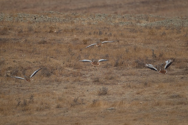 Photo view of birds flying over land