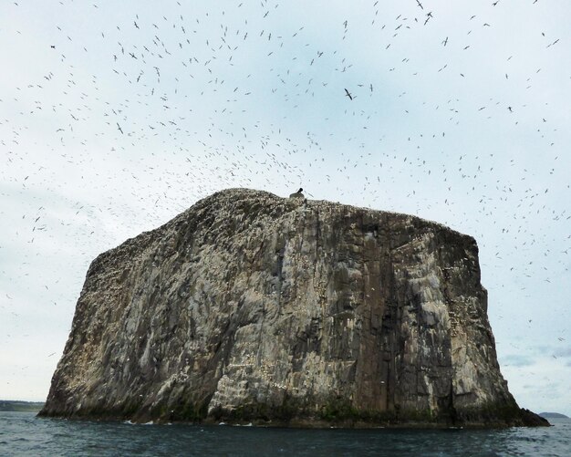 View of birds on and flying over rocky island