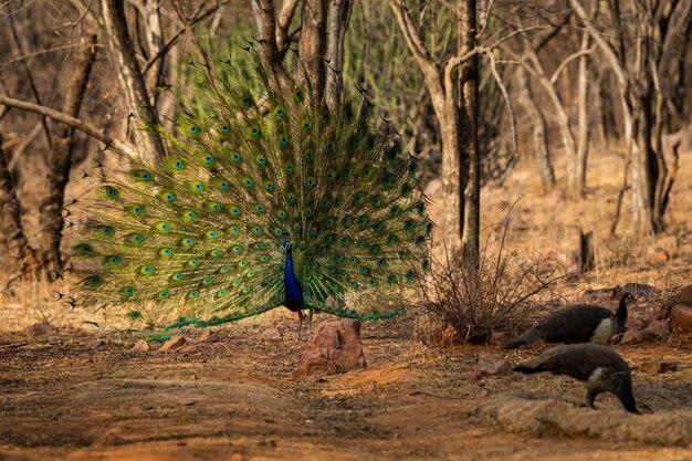 Foto veduta degli uccelli nella foresta