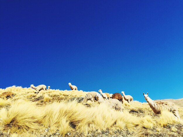 View of birds on grass against clear blue sky