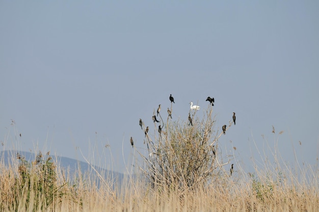 View of birds on grass against sky