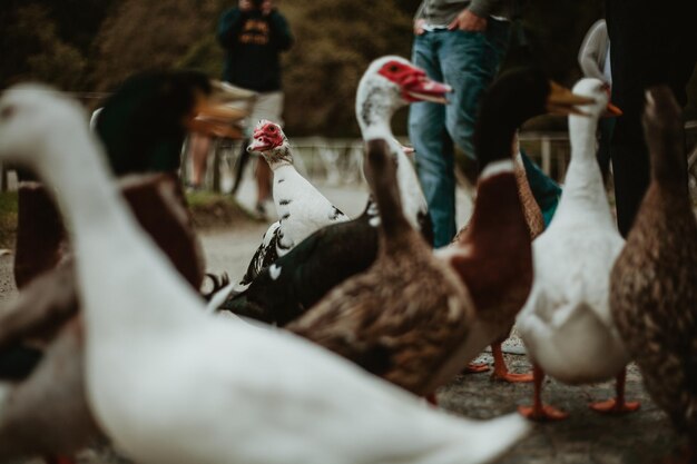 Photo view of birds on the ground