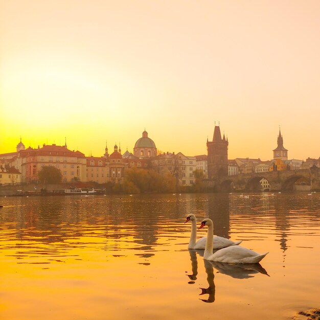 View of birds in lake at sunset