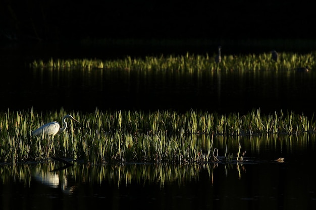 Photo view of birds in lake