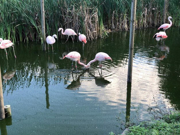 View of birds in lake