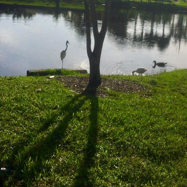 View of birds in lake