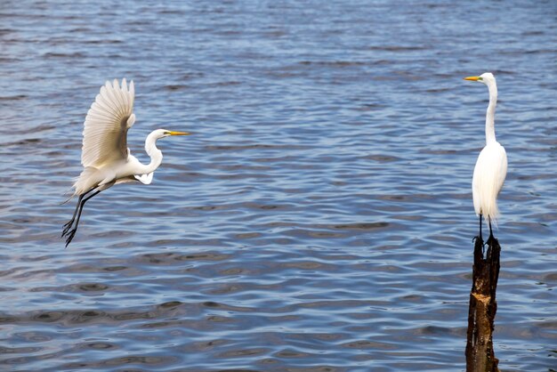 View of birds in lake