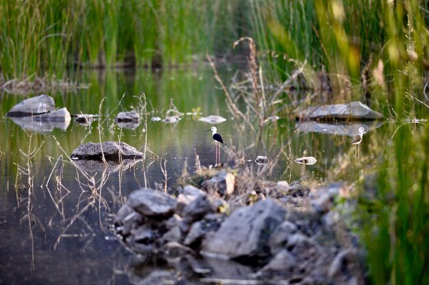 Photo view of birds in lake