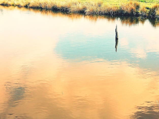 Photo view of birds in lake