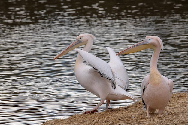 Photo view of birds on the lake