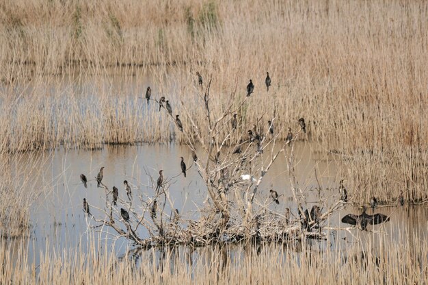 Photo view of birds in lake