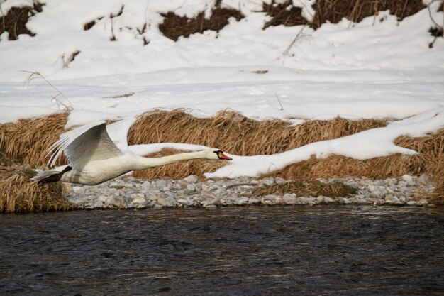 Photo view of birds in the lake