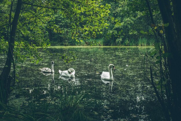 Foto vista degli uccelli nel lago