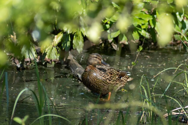 View of birds in lake