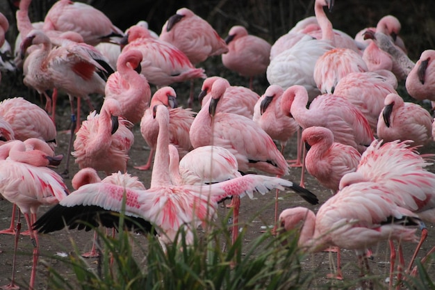 Photo view of birds in lake