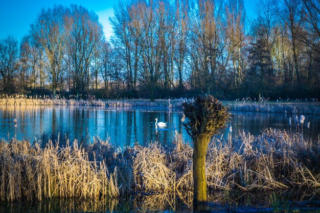 View of birds in lake