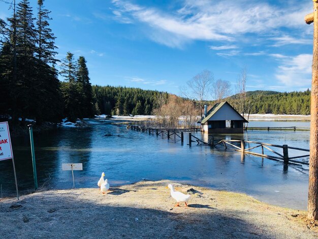 Photo view of birds in lake