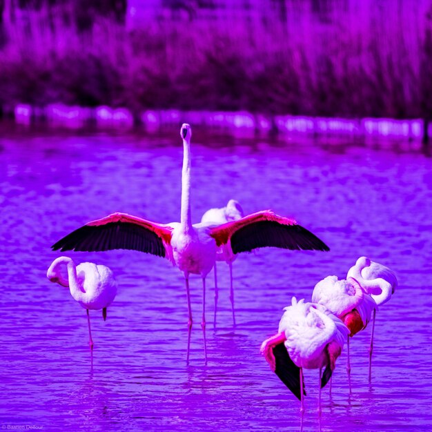 View of birds in lake