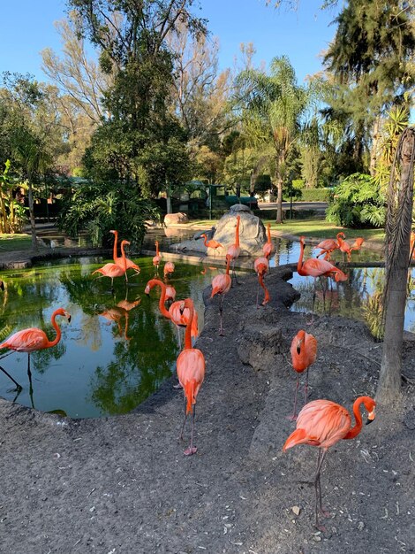 View of birds in lake