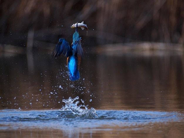 湖の鳥の景色