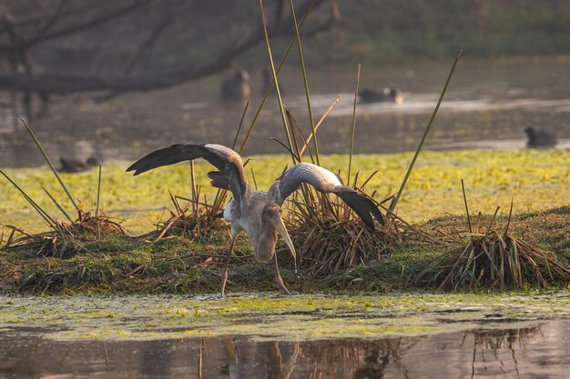 Photo view of birds on lakeshore