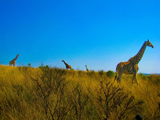 View of birds on land against sky