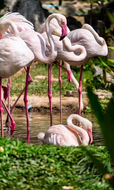 Photo view of birds on land