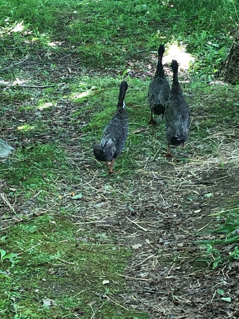 View of birds on land