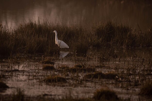 Photo view of birds on land