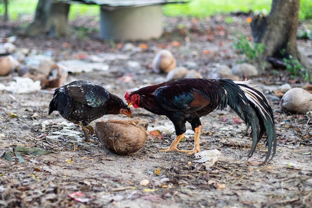 Photo view of birds on land