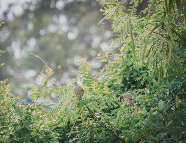 Photo view of birds on land