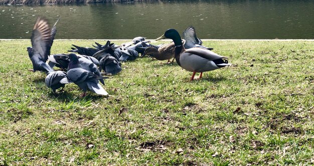 Photo view of birds on land