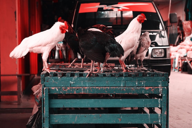 Foto veduta degli uccelli al mercato