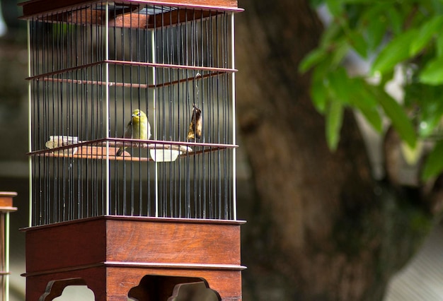 Photo view of birds perching in cage