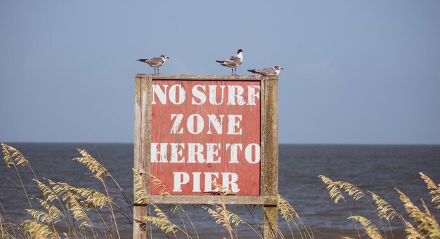 Photo view of birds perching on sign against sky