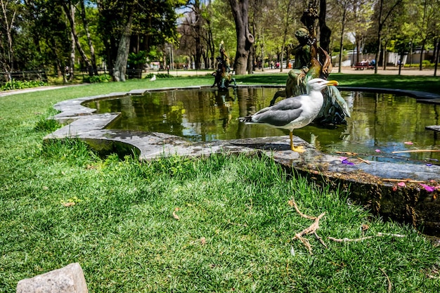 Photo view of birds in pond