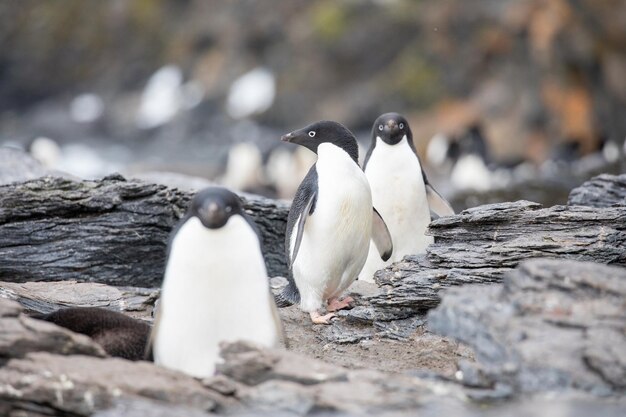 Photo view of birds on rock at beach