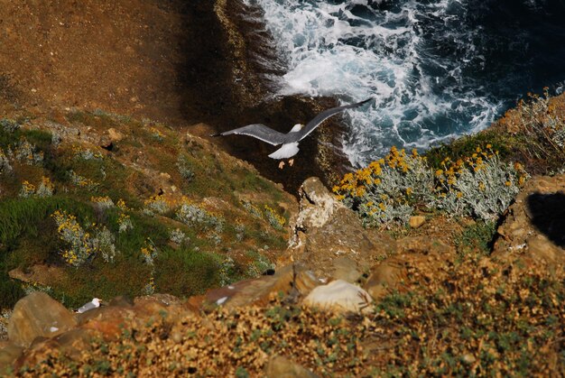 Photo view of birds on rocks