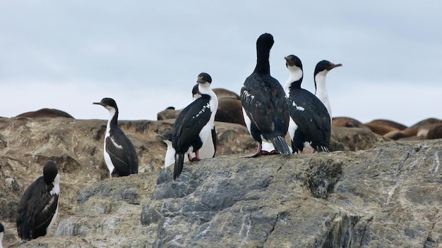 View of birds on rocks