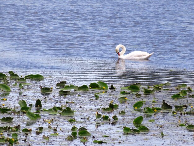 View of birds on sea shore