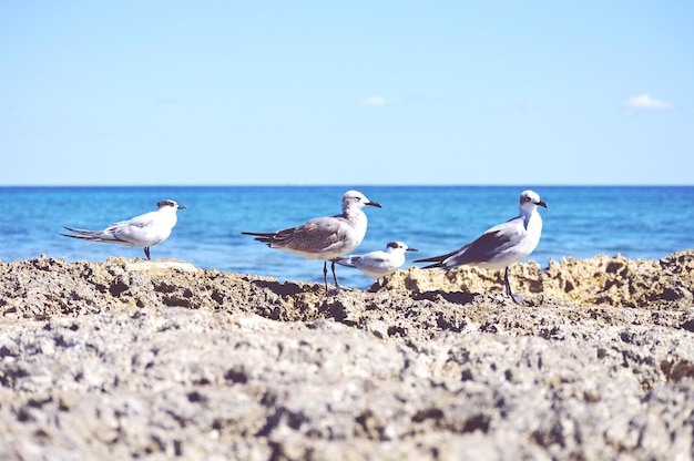 Foto veduta degli uccelli in mare