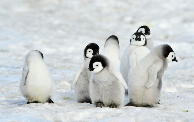 Photo view of birds on snow covered land