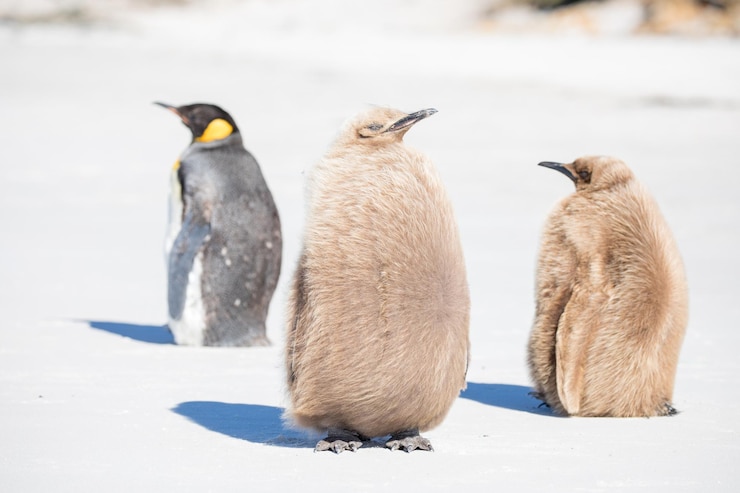 Photo 雪に覆われた土地の鳥の景色