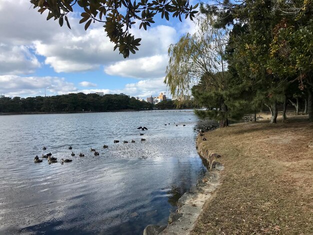 View of birds swimming in lake