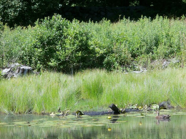 View of birds swimming in lake