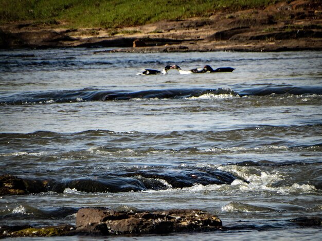 View of birds swimming in sea